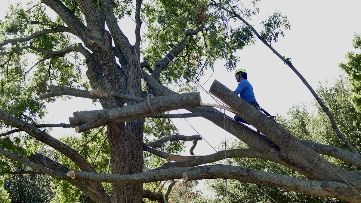 Professional Crown Thinning performed by certified arborists in Bernard